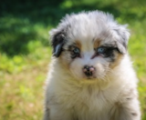 Mini Aussie Puppies For Sale Lone Star Pups